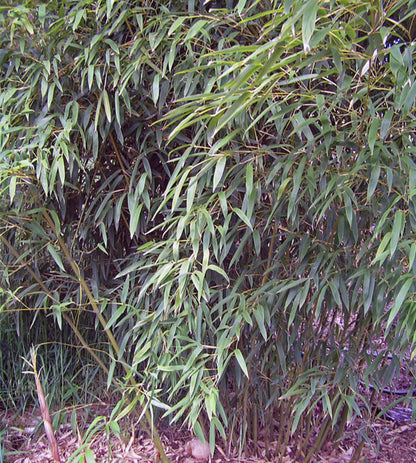 Green River 50 Stone Bamboo Seeds - Tall Bamboo Plant Seeds for Privacy Screens & Garden Landscaping – Premium Bamboo Seeds for Planting Outdoors or in Pots – Non-Invasive Fast-Growing Lawn Plants – Seeds for Gardening & More