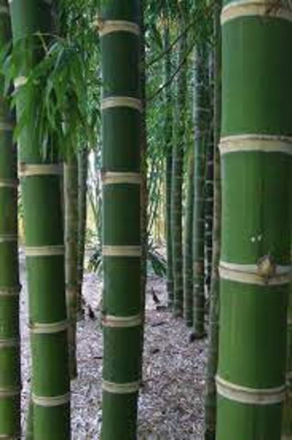 Green River 50 Guadua Bamboo Seeds - Tall Bamboo Plant Seeds for Privacy Screens & Garden Landscaping – Premium Bamboo Seeds for Planting Outdoors or in Pots – Non-Invasive Fast-Growing Lawn Plants – Seeds for Gardening & More