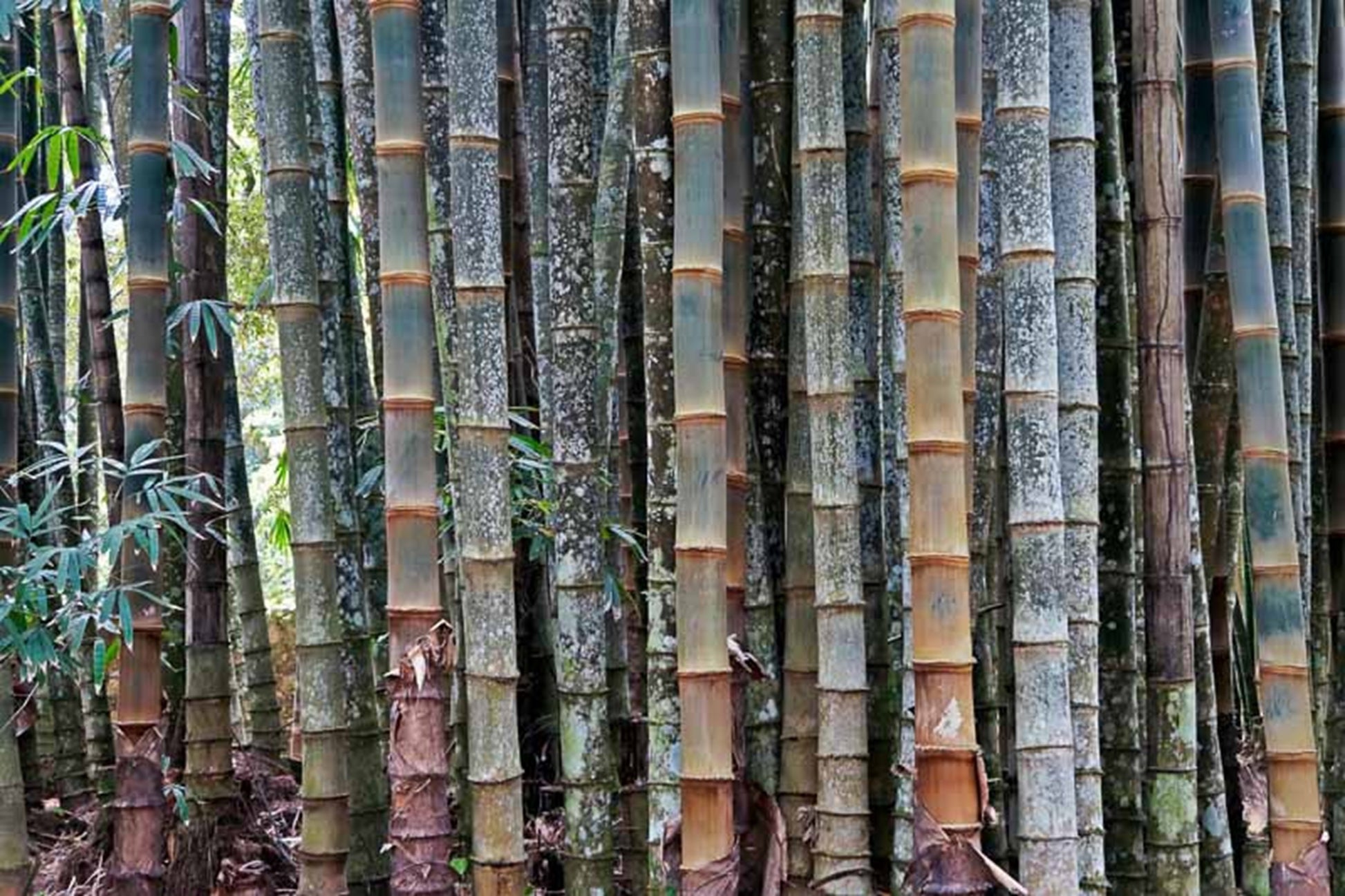 bc seeds garden Green River 50 Huge Dragon Bamboo Seeds