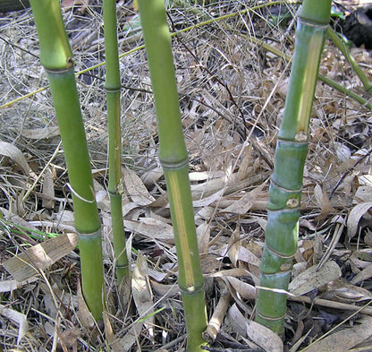 Green River 50 Yellow Stripe Bamboo Seeds - Tall Bamboo Plant Seeds for Privacy Screens & Garden Landscaping – Premium Bamboo Seeds for Planting Outdoors or in Pots – Non-Invasive Fast-Growing Lawn Plants – Seeds for Gardening & More