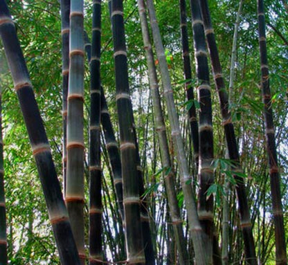 Green River 50 Black Asper Bamboo Seeds - Tall Bamboo Plant Seeds for Privacy Screens & Garden Landscaping – Premium Bamboo Seeds for Planting Outdoors or in Pots – Non-Invasive Fast-Growing Lawn Plants – Seeds for Gardening & More