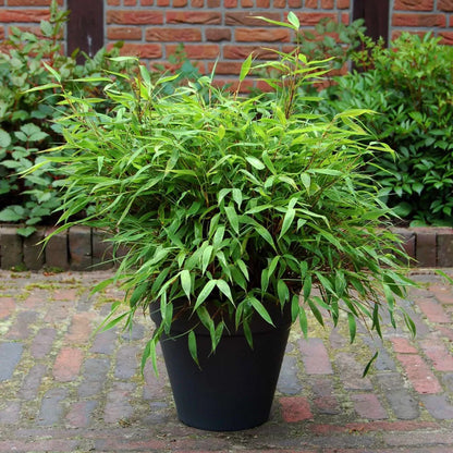 Green River 50 Dwarf Fountain Bamboo Seeds - Tall Bamboo Plant Seeds for Privacy Screens & Garden Landscaping – Premium Bamboo Seeds for Planting Outdoors or in Pots – Non-Invasive Fast-Growing Lawn Plants – Seeds for Gardening & More