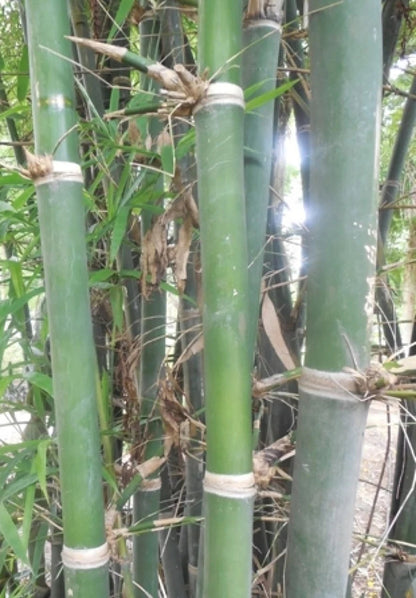 Green River 50 Indian Bengal Bamboo Seeds - Tall Bamboo Plant Seeds for Privacy Screens & Garden Landscaping – Premium Bamboo Seeds for Planting Outdoors or in Pots – Non-Invasive Fast-Growing Lawn Plants – Seeds for Gardening & More
