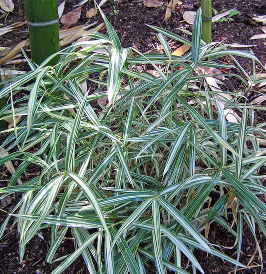 Green River 50 Dwarf White stripe Bamboo Seeds - Tall Bamboo Plant Seeds for Privacy Screens & Garden Landscaping – Premium Bamboo Seeds for Planting Outdoors or in Pots – Non-Invasive Fast-Growing Lawn Plants – Seeds for Gardening & More