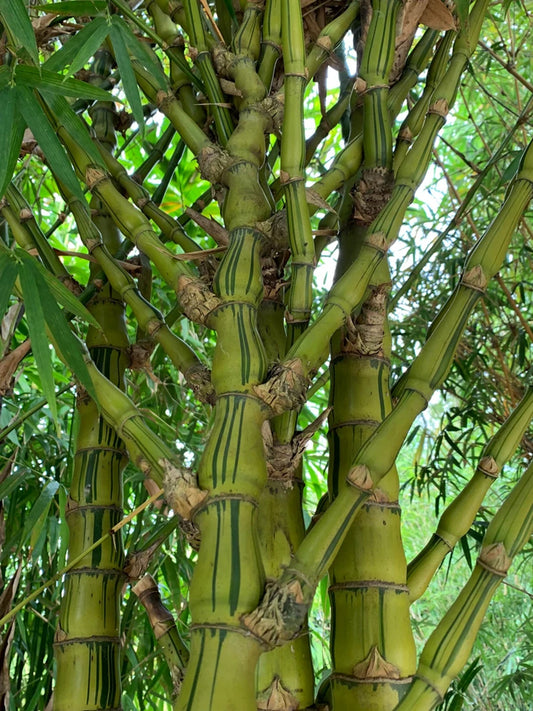 Green River 50 Dwarf Straited Buddha Belly Bamboo Seeds - Tall Bamboo Plant Seeds for Privacy Screens & Garden Landscaping – Premium Bamboo Seeds for Planting Outdoors or in Pots – Non-Invasive Fast-Growing Lawn Plants – Seeds for Gardening & More