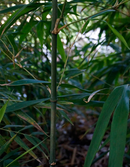 Green River 50 Square Stem Bamboo Seeds - Tall Bamboo Plant Seeds for Privacy Screens & Garden Landscaping – Premium Bamboo Seeds for Planting Outdoors or in Pots – Non-Invasive Fast-Growing Lawn Plants – Seeds for Gardening & More
