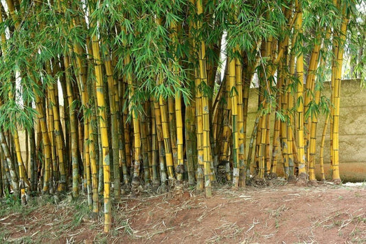 Green River 50 Hawaiian Gold Bamboo Seeds - Tall Bamboo Plant Seeds for Privacy Screens & Garden Landscaping – Premium Bamboo Seeds for Planting Outdoors or in Pots – Non-Invasive Fast-Growing Lawn Plants – Seeds for Gardening & More