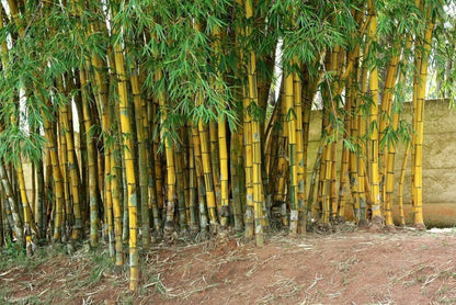 Green River 50 Hawaiian Gold Bamboo Seeds - Tall Bamboo Plant Seeds for Privacy Screens & Garden Landscaping – Premium Bamboo Seeds for Planting Outdoors or in Pots – Non-Invasive Fast-Growing Lawn Plants – Seeds for Gardening & More