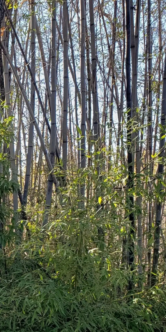 Green River 50 Giant Black Bamboo Seeds - Tall Bamboo Plant Seeds for Privacy Screens & Garden Landscaping – Premium Bamboo Seeds for Planting Outdoors or in Pots – Non-Invasive Fast-Growing Lawn Plants – Seeds for Gardening & More