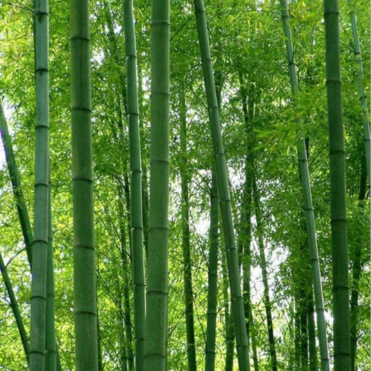 Green River 50 Giant Moso Bamboo Seeds - Tall Bamboo Plant Seeds for Privacy Screens & Garden Landscaping – Premium Bamboo Seeds for Planting Outdoors or in Pots – Non-Invasive Fast-Growing Lawn Plants – Seeds for Gardening & More