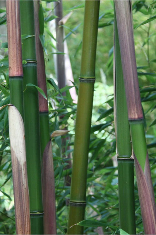Green River 50 Red Margin Bamboo Seeds - Tall Bamboo Plant Seeds for Privacy Screens & Garden Landscaping – Premium Bamboo Seeds for Planting Outdoors or in Pots – Non-Invasive Fast-Growing Lawn Plants – Seeds for Gardening & More