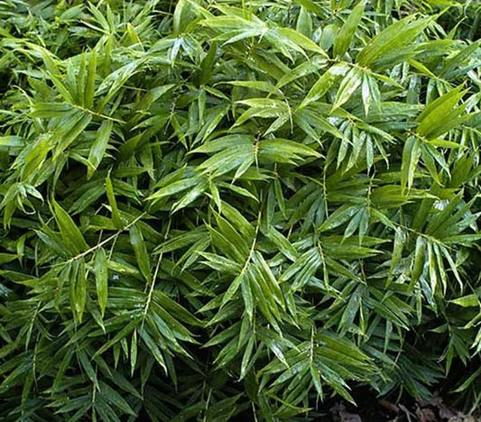Green River 50 Dwarf Fernleaf Bamboo Seeds - Tall Bamboo Plant Seeds for Privacy Screens & Garden Landscaping – Premium Bamboo Seeds for Planting Outdoors or in Pots – Non-Invasive Fast-Growing Lawn Plants – Seeds for Gardening & More