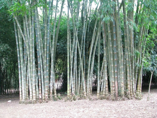 Green River 50 Rough Bamboo Seeds - Tall Bamboo Plant Seeds for Privacy Screens & Garden Landscaping – Premium Bamboo Seeds for Planting Outdoors or in Pots – Non-Invasive Fast-Growing Lawn Plants – Seeds for Gardening & More