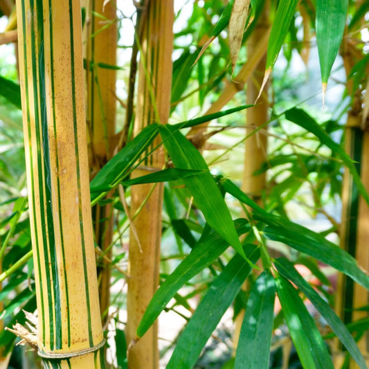 Green River 50 Green Stripe Bamboo Seeds - Tall Bamboo Plant Seeds for Privacy Screens & Garden Landscaping – Premium Bamboo Seeds for Planting Outdoors or in Pots – Non-Invasive Fast-Growing Lawn Plants – Seeds for Gardening & More