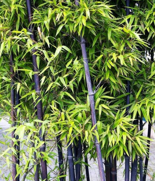 Green River 50 Purple Bamboo Seeds - Tall Bamboo Plant Seeds for Privacy Screens & Garden Landscaping – Premium Bamboo Seeds for Planting Outdoors or in Pots – Non-Invasive Fast-Growing Lawn Plants – Seeds for Gardening & More