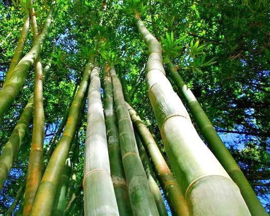 Green River 50 Oldham's Giant Bamboo Seeds - Tall Bamboo Plant Seeds for Privacy Screens & Garden Landscaping – Premium Bamboo Seeds for Planting Outdoors or in Pots – Non-Invasive Fast-Growing Lawn Plants – Seeds for Gardening & More
