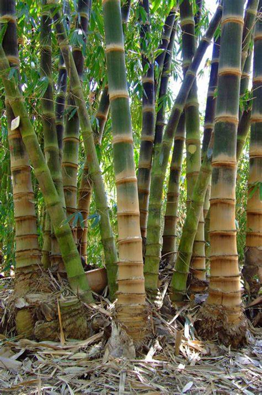Green River 50 Asper Bamboo Seeds - Tall Bamboo Plant Seeds for Privacy Screens & Garden Landscaping – Premium Bamboo Seeds for Planting Outdoors or in Pots – Non-Invasive Fast-Growing Lawn Plants – Seeds for Gardening & More