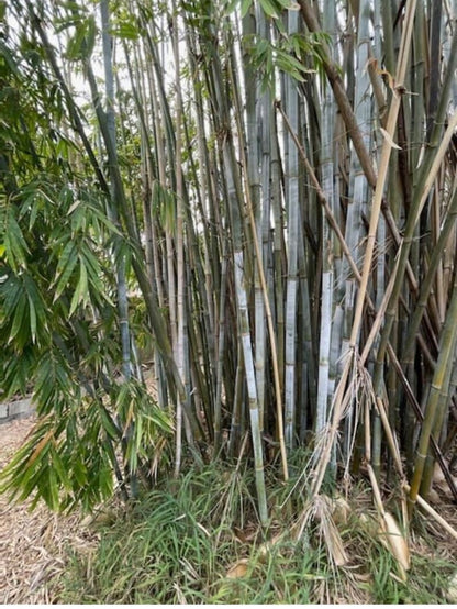 Green River 50 Tropical Blue Bamboo Seeds - Tall Bamboo Plant Seeds for Privacy Screens & Garden Landscaping – Premium Bamboo Seeds for Planting Outdoors or in Pots – Non-Invasive Fast-Growing Lawn Plants – Seeds for Gardening & More