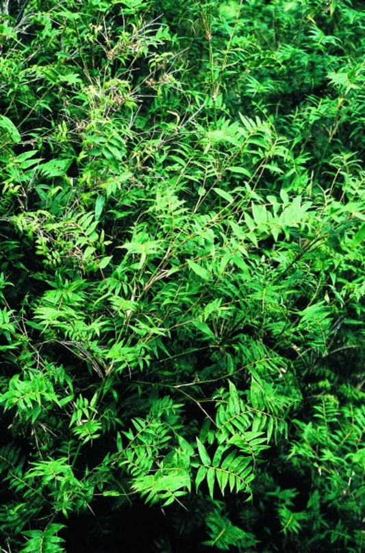 Green River 50 Fernleaf Bamboo Seeds - Tall Bamboo Plant Seeds for Privacy Screens & Garden Landscaping – Premium Bamboo Seeds for Planting Outdoors or in Pots – Non-Invasive Fast-Growing Lawn Plants – Seeds for Gardening & More