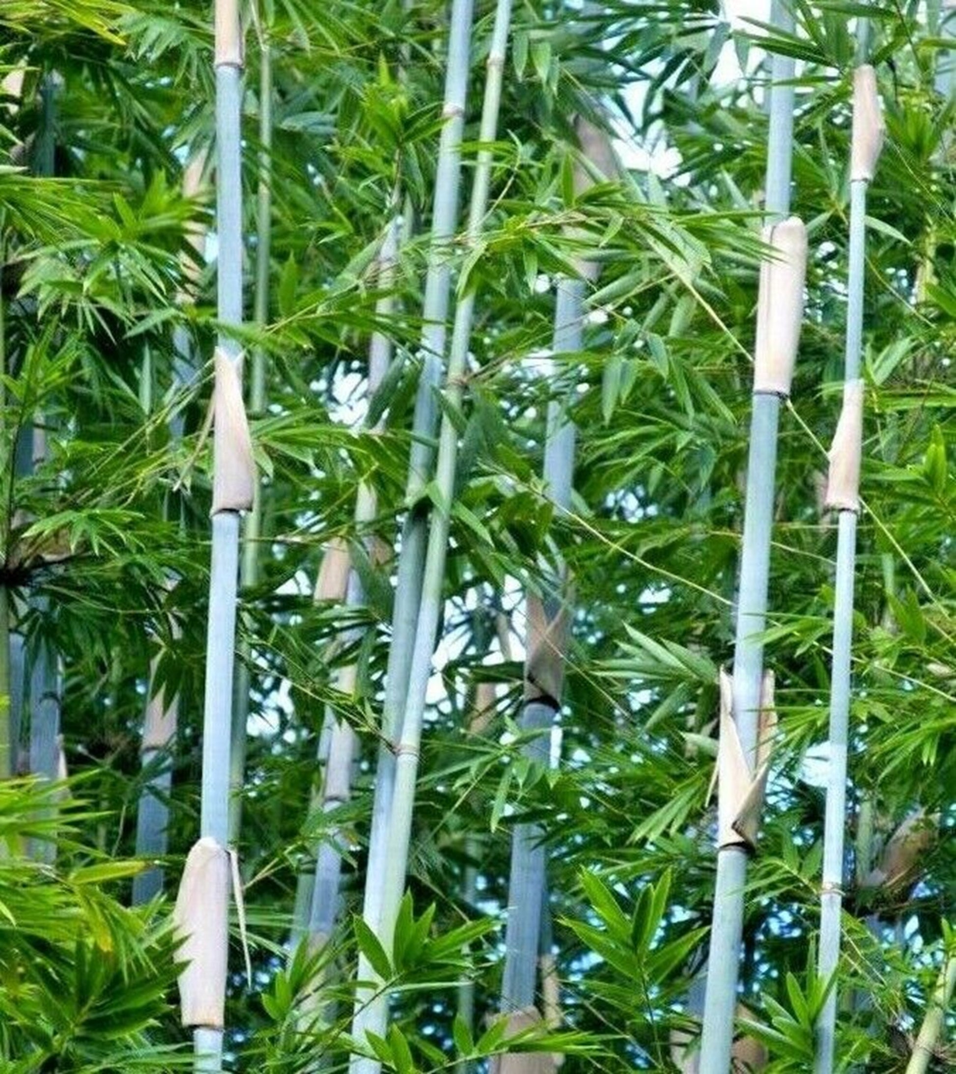 planting bamboo seeds outside Green River 50 Tropical Blue Bamboo Seeds