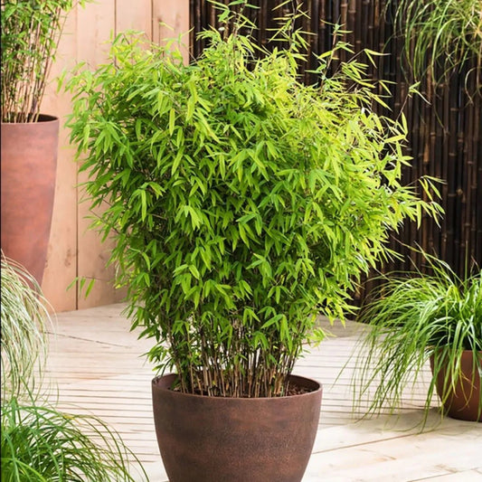 Green River 50 Asian Wonder Bamboo Seeds - Tall Bamboo Plant Seeds for Privacy Screens & Garden Landscaping – Premium Bamboo Seeds for Planting Outdoors or in Pots – Non-Invasive Fast-Growing Lawn Plants – Seeds for Gardening & More