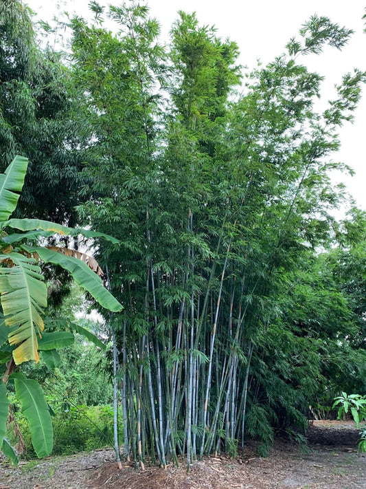 Green River 50 Blue timber Bamboo Seeds - Tall Bamboo Plant Seeds for Privacy Screens & Garden Landscaping – Premium Bamboo Seeds for Planting Outdoors or in Pots – Non-Invasive Fast-Growing Lawn Plants – Seeds for Gardening & More