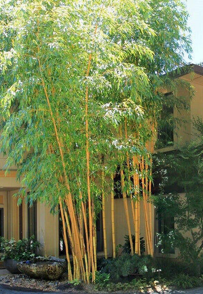 Green River 50 Asian Lemon Bamboo Seeds - Tall Bamboo Plant Seeds for Privacy Screens & Garden Landscaping – Premium Bamboo Seeds for Planting Outdoors or in Pots – Non-Invasive Fast-Growing Lawn Plants – Seeds for Gardening & More