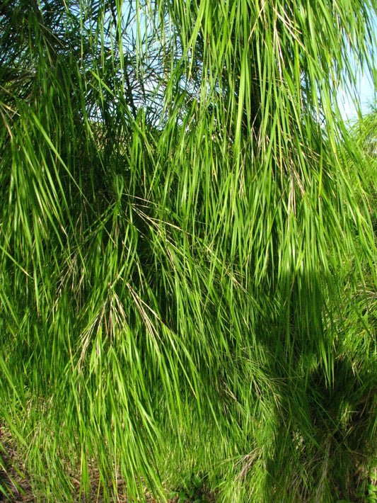 Green River 50 Mexican Weeping Bamboo Seeds - Tall Bamboo Plant Seeds for Privacy Screens & Garden Landscaping – Premium Bamboo Seeds for Planting Outdoors or in Pots – Non-Invasive Fast-Growing Lawn Plants – Seeds for Gardening & More