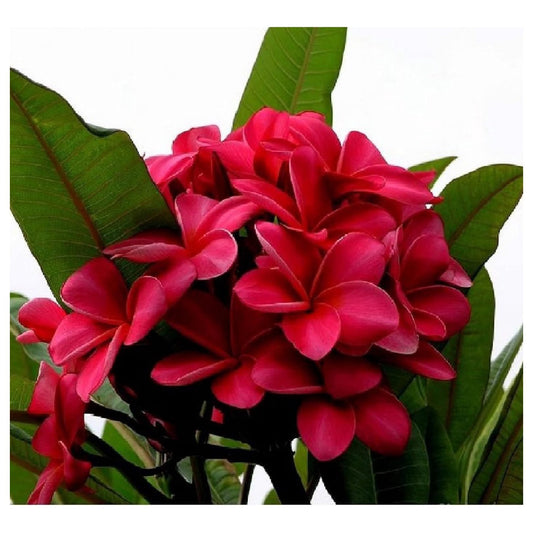 Green River 5 Dark pink Plumeria Seeds - Flower Seed Pack, Premium Tropical Blooms, Fragrant Perennial Plants for Garden Charm, Ideal for Leis and Containers