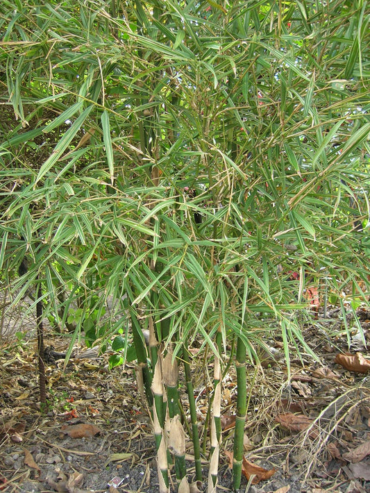 Green River 50 Dwarf Malay Variegated Bamboo Seeds - Tall Bamboo Plant Seeds for Privacy Screens & Garden Landscaping – Premium Bamboo Seeds for Planting Outdoors or in Pots – Non-Invasive Fast-Growing Lawn Plants – Seeds for Gardening & More