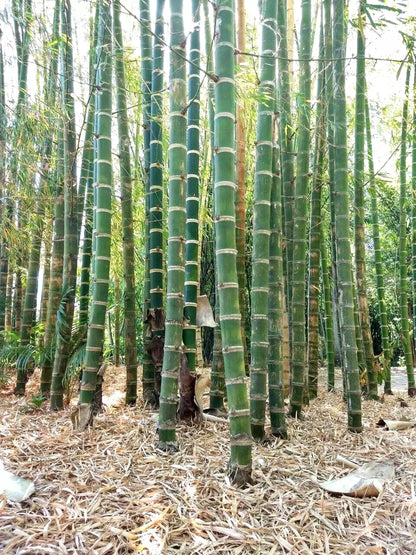 bamboo potted plant outdoor Green River 50 Giant Neotropical Bamboo Seeds
