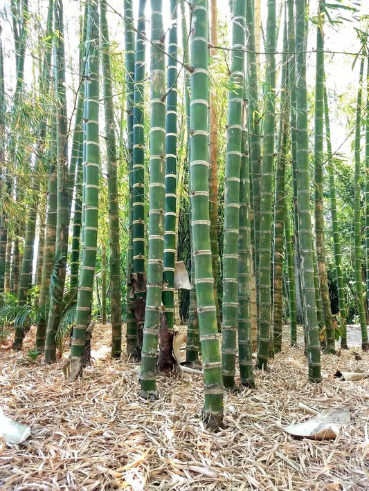 Green River 50 Giant Neotropical Bamboo Seeds - Tall Bamboo Plant Seeds for Privacy Screens & Garden Landscaping – Premium Bamboo Seeds for Planting Outdoors or in Pots – Non-Invasive Fast-Growing Lawn Plants – Seeds for Gardening & More