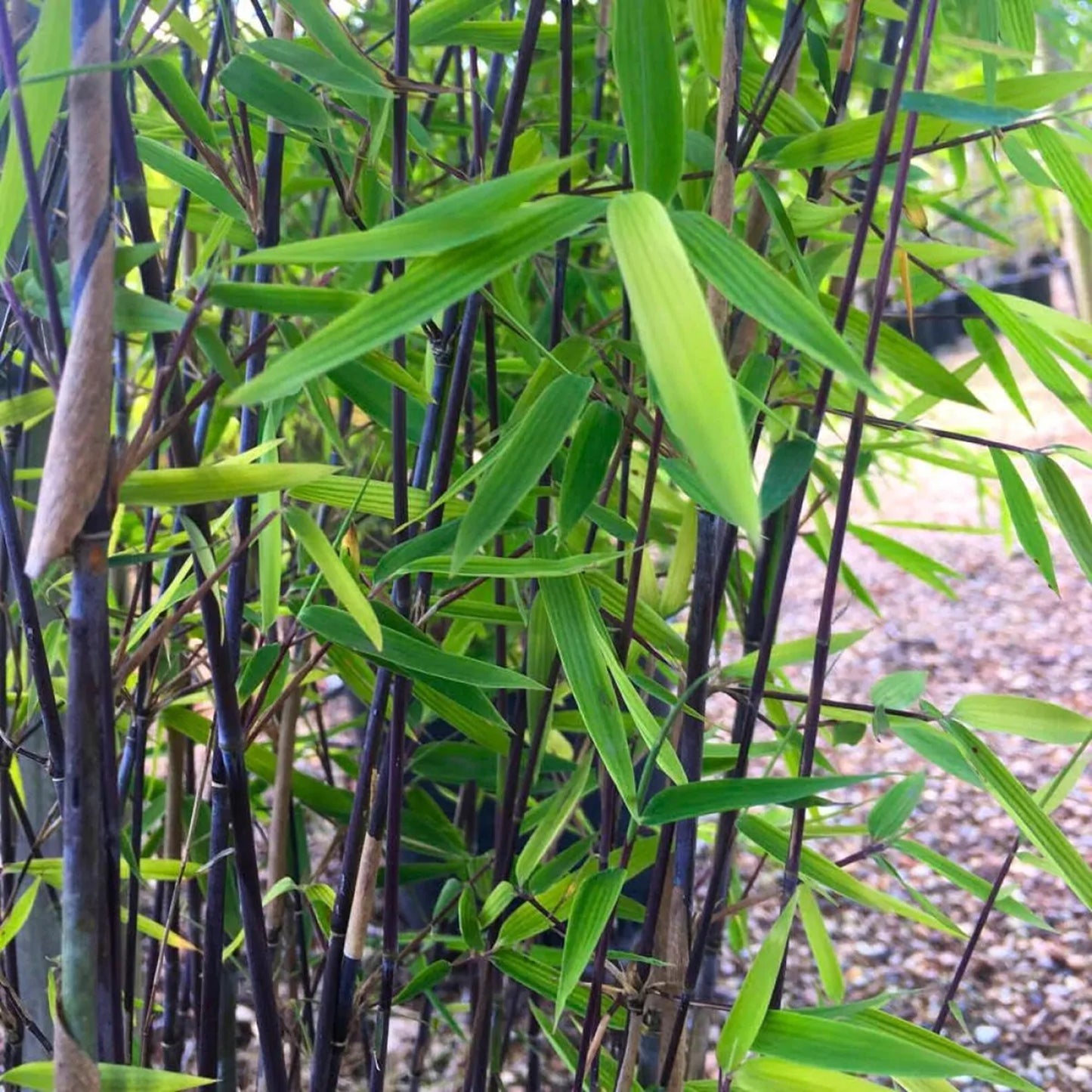 Green River 50 Winter Black Bamboo Seeds - Tall Bamboo Plant Seeds for Privacy Screens & Garden Landscaping – Premium Bamboo Seeds for Planting Outdoors or in Pots – Non-Invasive Fast-Growing Lawn Plants – Seeds for Gardening & More