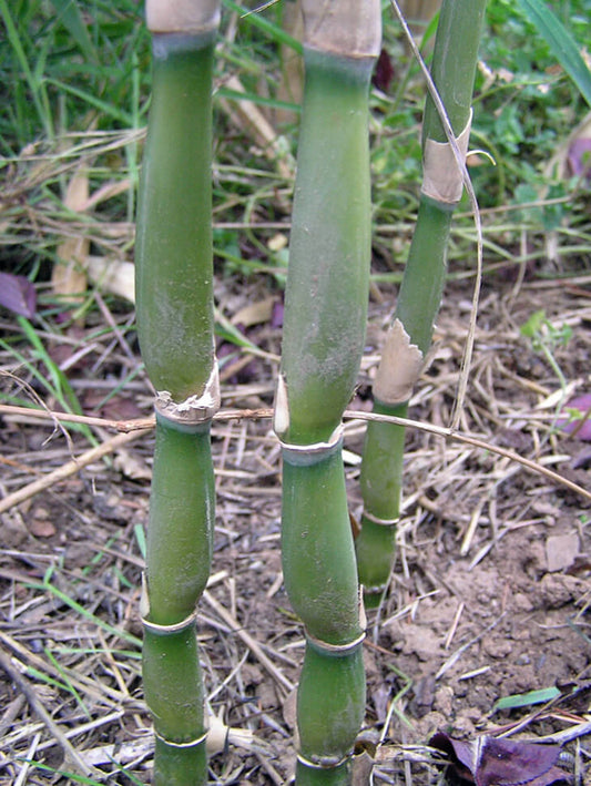 Green River 50 Green Onion Bamboo Seeds - Tall Bamboo Plant Seeds for Privacy Screens & Garden Landscaping – Premium Bamboo Seeds for Planting Outdoors or in Pots – Non-Invasive Fast-Growing Lawn Plants – Seeds for Gardening & More