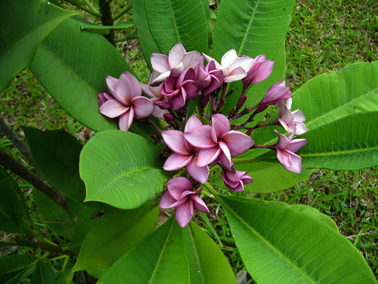 Green River 5 Purple Plumeria Seeds - Flower Seed Pack, Premium Tropical Blooms, Fragrant Perennial Plants for Garden Charm, Ideal for Leis and Containers