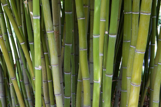 Green River 50 Arudinacea Bamboo Seeds - Tall Bamboo Plant Seeds for Privacy Screens & Garden Landscaping – Premium Bamboo Seeds for Planting Outdoors or in Pots – Non-Invasive Fast-Growing Lawn Plants – Seeds for Gardening & More