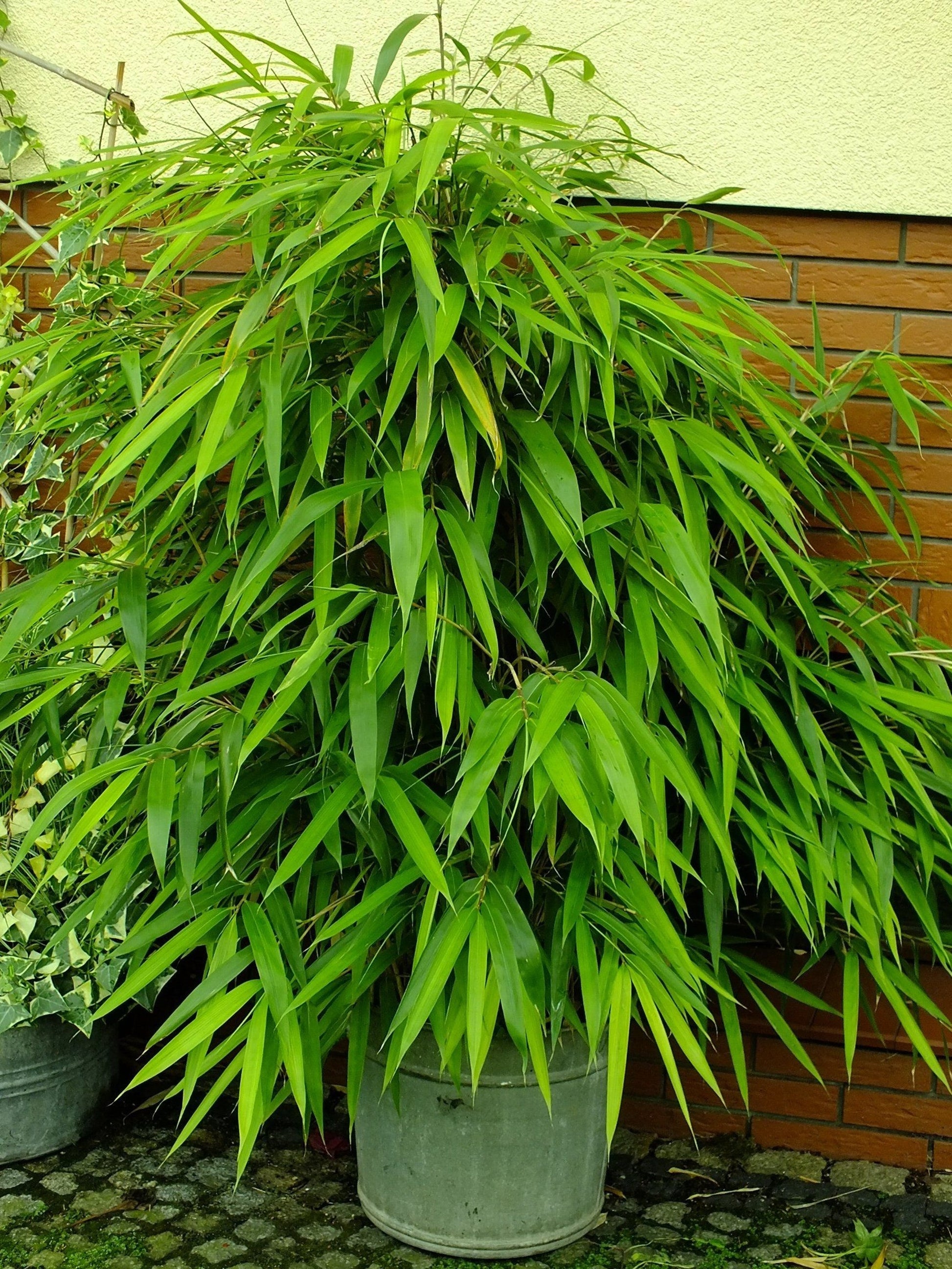 bamboo seeds planting Green River 50 Arrow Bamboo Seeds