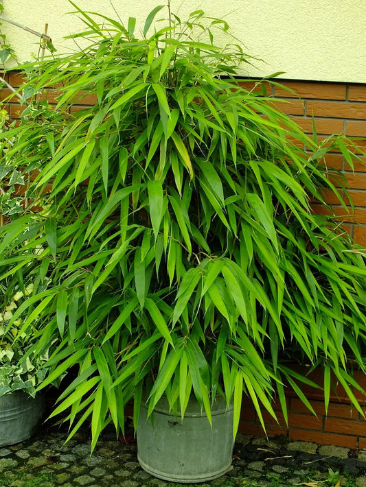 Green River 50 Arrow Bamboo Seeds - Tall Bamboo Plant Seeds for Privacy Screens & Garden Landscaping – Premium Bamboo Seeds for Planting Outdoors or in Pots – Non-Invasive Fast-Growing Lawn Plants – Seeds for Gardening & More