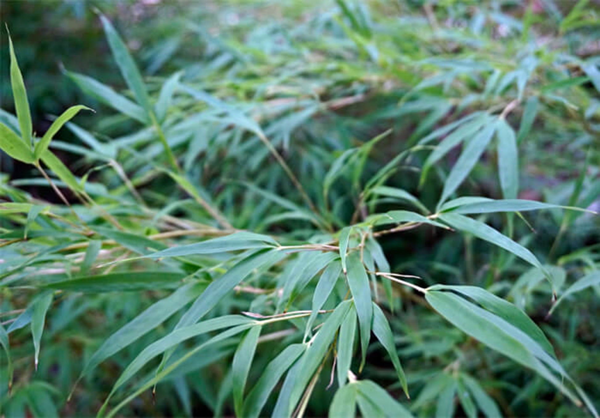 walking stick that plants seeds Green River 50 Chinese Walking Bamboo Seeds