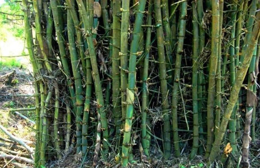 Green River 50 Giant Indian Bamboo Seeds - Tall Bamboo Plant Seeds for Privacy Screens & Garden Landscaping – Premium Bamboo Seeds for Planting Outdoors or in Pots – Non-Invasive Fast-Growing Lawn Plants – Seeds for Gardening & More