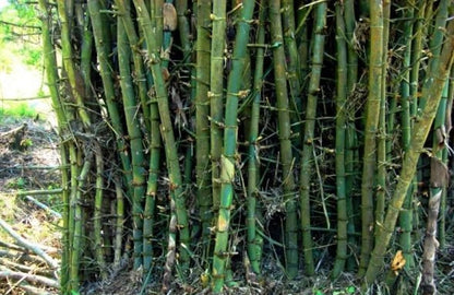 Green River 50 Giant Indian Bamboo Seeds - Tall Bamboo Plant Seeds for Privacy Screens & Garden Landscaping – Premium Bamboo Seeds for Planting Outdoors or in Pots – Non-Invasive Fast-Growing Lawn Plants – Seeds for Gardening & More