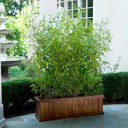 Green River 50 Lady Finger Bamboo Seeds - Tall Bamboo Plant Seeds for Privacy Screens & Garden Landscaping – Premium Bamboo Seeds for Planting Outdoors or in Pots – Non-Invasive Fast-Growing Lawn Plants – Seeds for Gardening & More