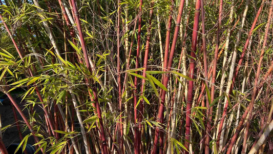 Green River 50 Chocolate Bamboo Seeds - Tall Bamboo Plant Seeds for Privacy Screens & Garden Landscaping – Premium Bamboo Seeds for Planting Outdoors or in Pots – Non-Invasive Fast-Growing Lawn Plants – Seeds for Gardening & More