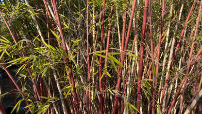 Green River 50 Chocolate Bamboo Seeds - Tall Bamboo Plant Seeds for Privacy Screens & Garden Landscaping – Premium Bamboo Seeds for Planting Outdoors or in Pots – Non-Invasive Fast-Growing Lawn Plants – Seeds for Gardening & More