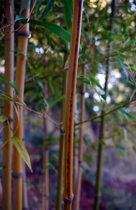 Green River 50 Black Stripe Bamboo Seeds - Tall Bamboo Plant Seeds for Privacy Screens & Garden Landscaping – Premium Bamboo Seeds for Planting Outdoors or in Pots – Non-Invasive Fast-Growing Lawn Plants – Seeds for Gardening & More