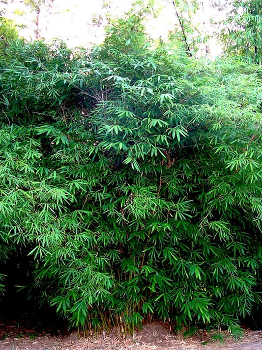 Green River 50 Dwarf Malay Bamboo Seeds - Tall Bamboo Plant Seeds for Privacy Screens & Garden Landscaping – Premium Bamboo Seeds for Planting Outdoors or in Pots – Non-Invasive Fast-Growing Lawn Plants – Seeds for Gardening & More
