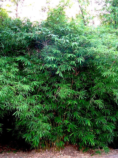 Green River 50 Dwarf Malay Bamboo Seeds - Tall Bamboo Plant Seeds for Privacy Screens & Garden Landscaping – Premium Bamboo Seeds for Planting Outdoors or in Pots – Non-Invasive Fast-Growing Lawn Plants – Seeds for Gardening & More