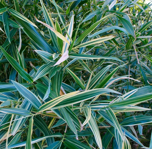 Green River 50 A Hiroshima Variegated Bamboo Seeds - Tall Bamboo Plant Seeds for Privacy Screens & Garden Landscaping – Premium Bamboo Seeds for Planting Outdoors or in Pots – Non-Invasive Fast-Growing Lawn Plants – Seeds for Gardening & More