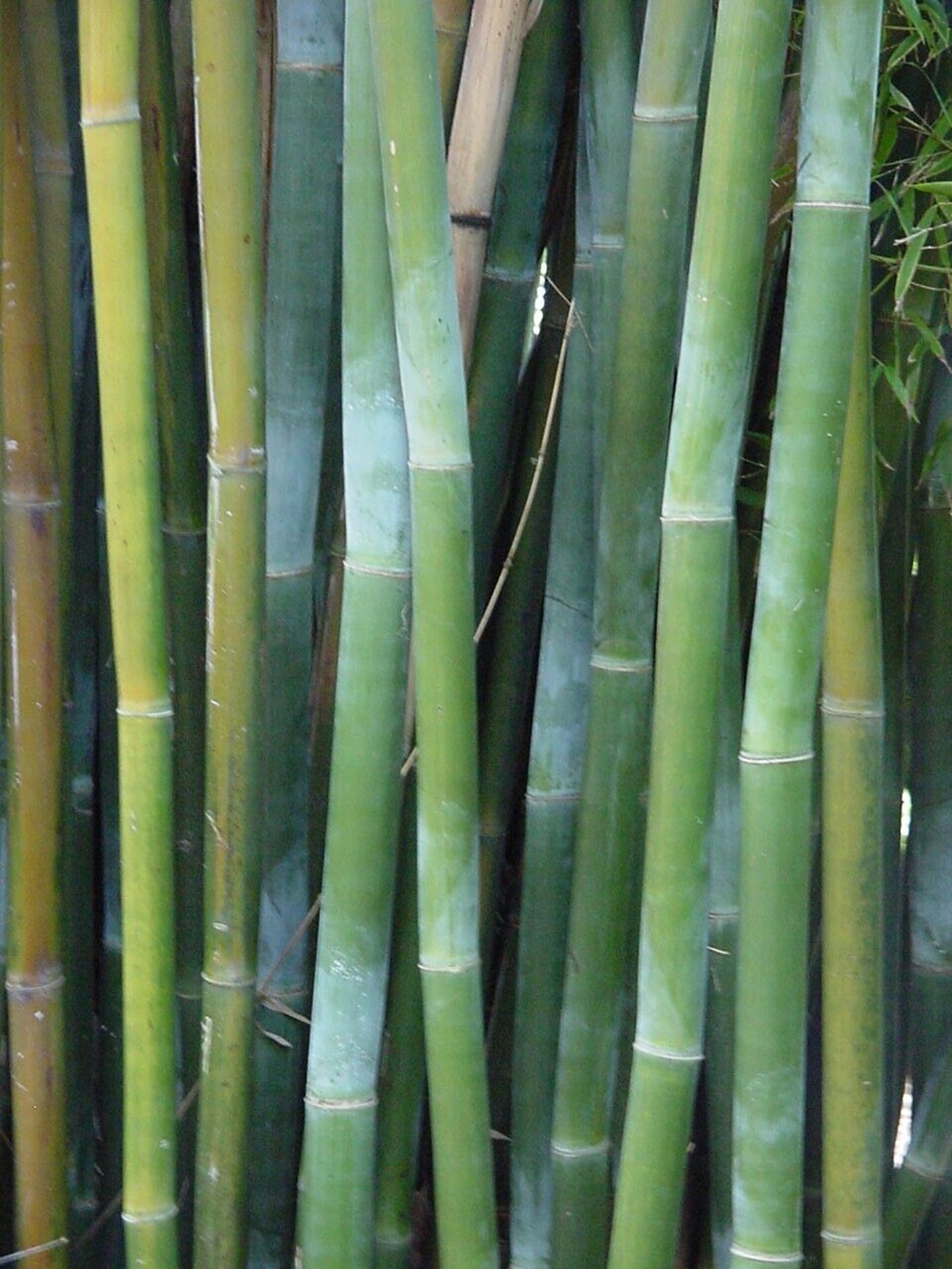 Green River 50 Wong Chuck Royal Bamboo Seeds - Tall Bamboo Plant Seeds for Privacy Screens & Garden Landscaping – Premium Bamboo Seeds for Planting Outdoors or in Pots – Non-Invasive Fast-Growing Lawn Plants – Seeds for Gardening & More