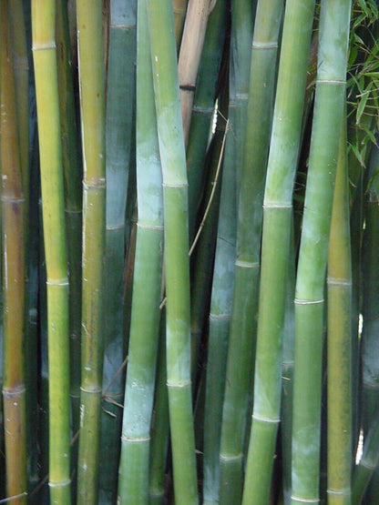 Green River 50 Wong Chuck Royal Bamboo Seeds - Tall Bamboo Plant Seeds for Privacy Screens & Garden Landscaping – Premium Bamboo Seeds for Planting Outdoors or in Pots – Non-Invasive Fast-Growing Lawn Plants – Seeds for Gardening & More
